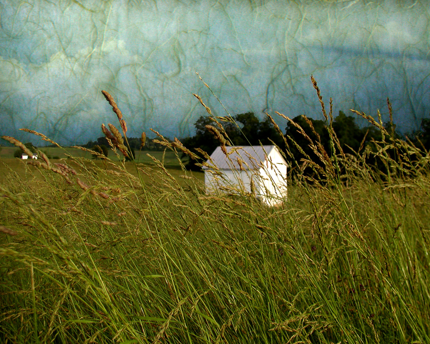 timothy grass