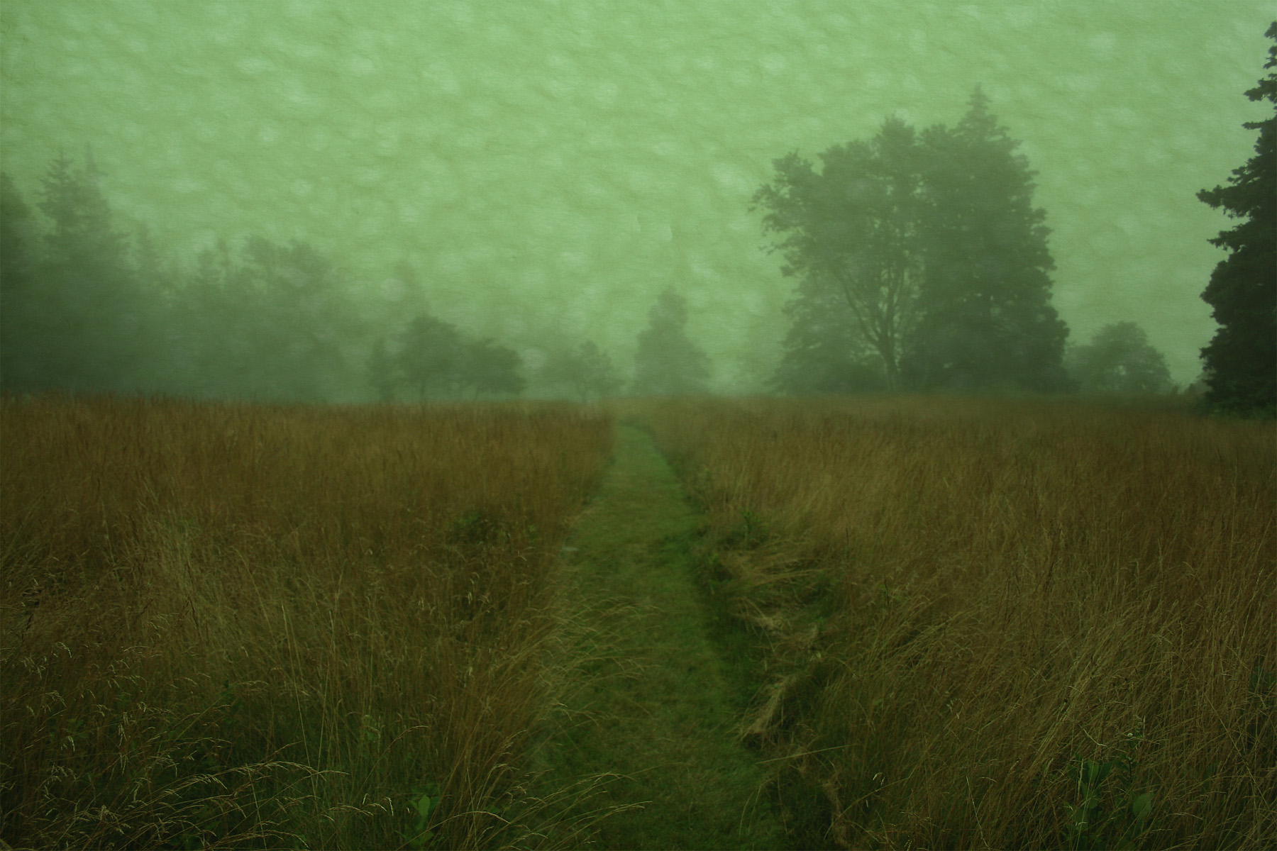 fog 4