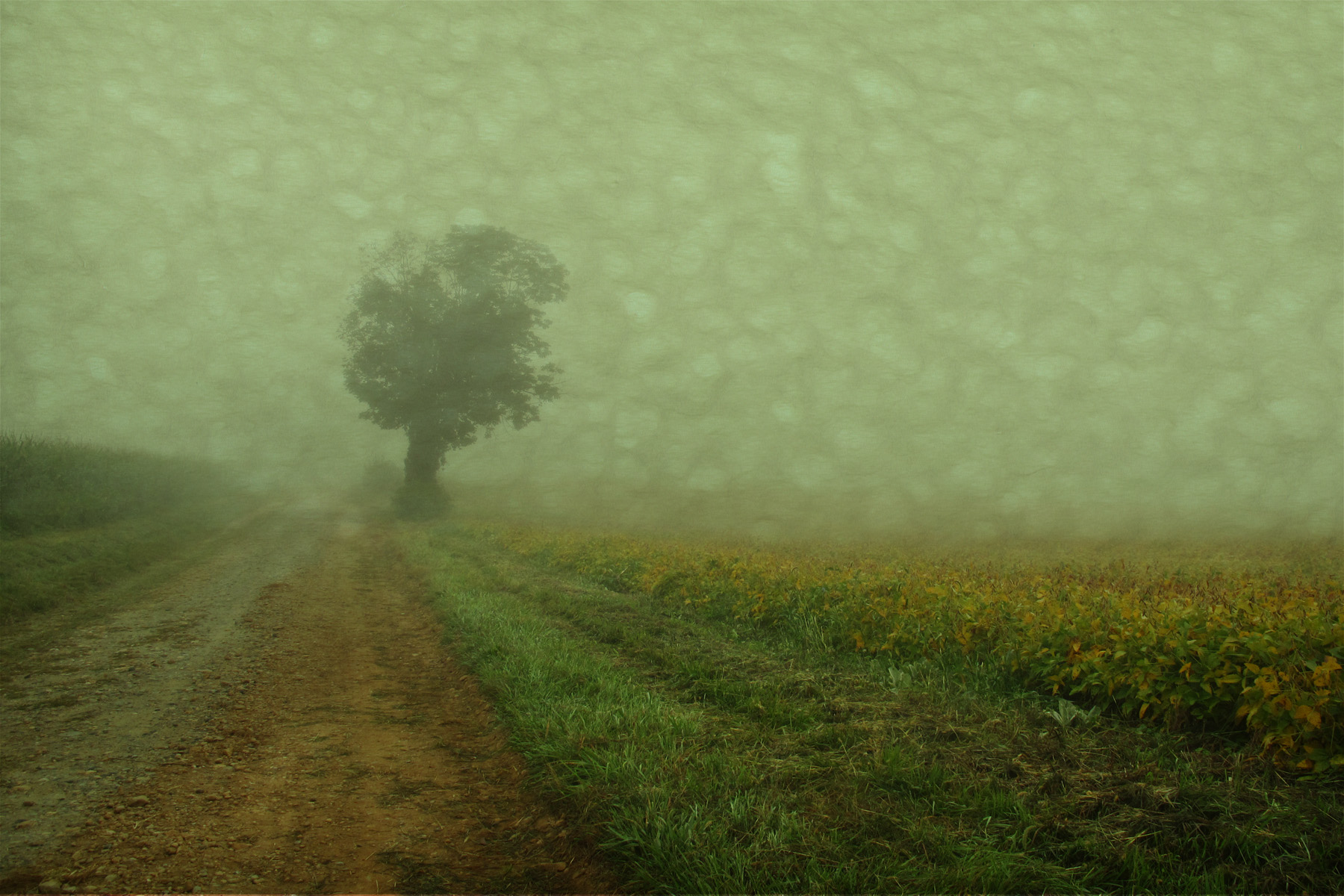 fog 8