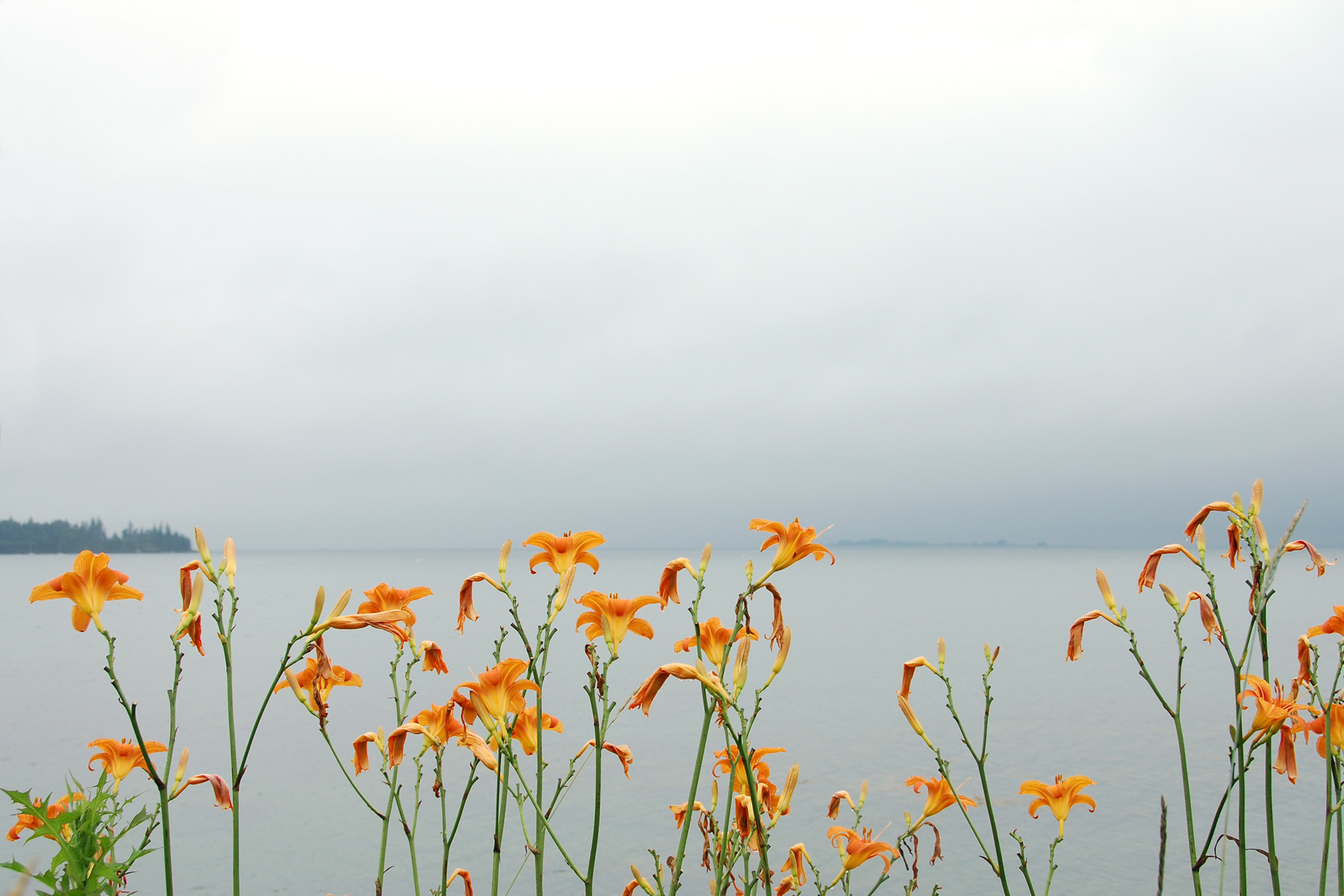 daylilies with horizon