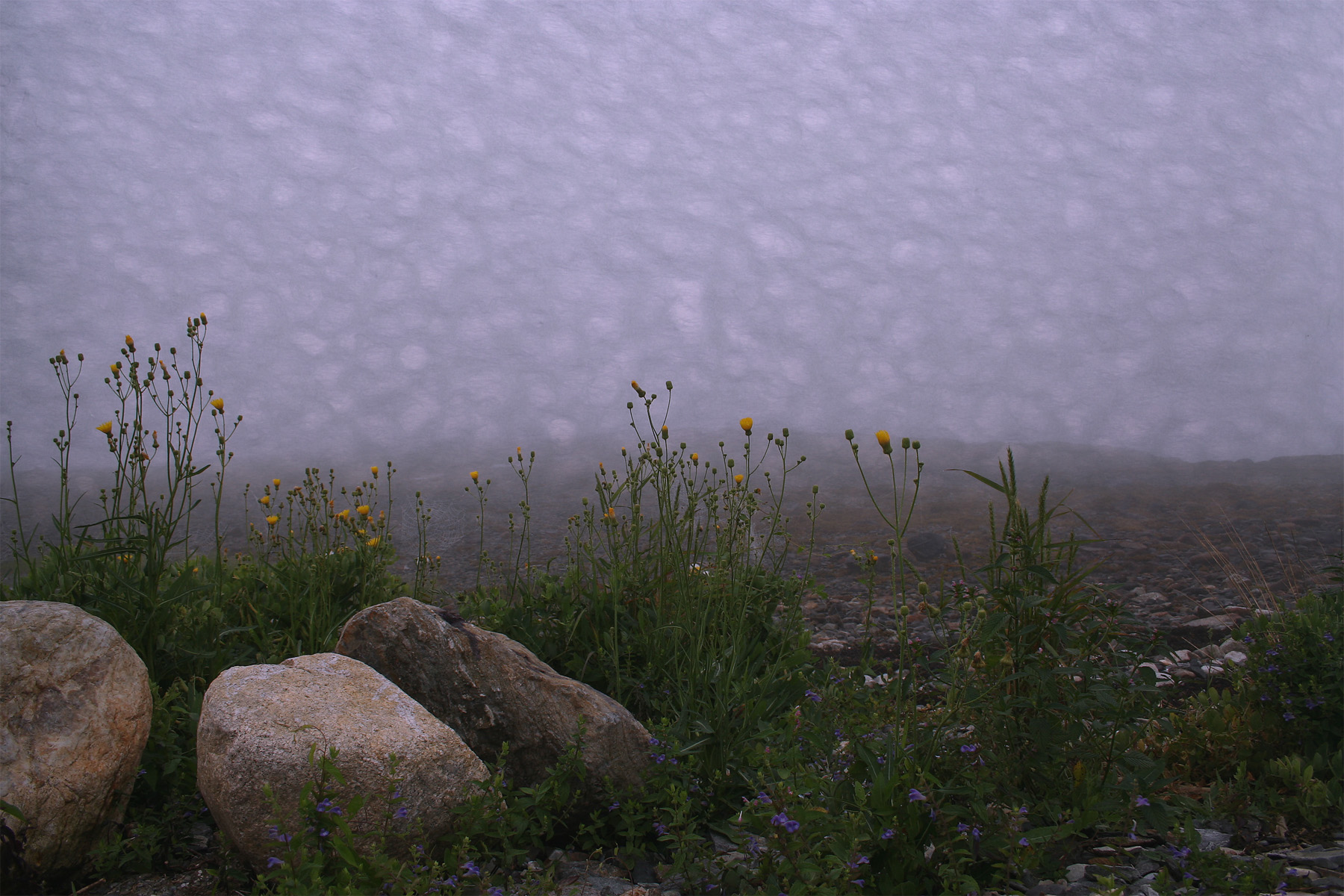 fog 6