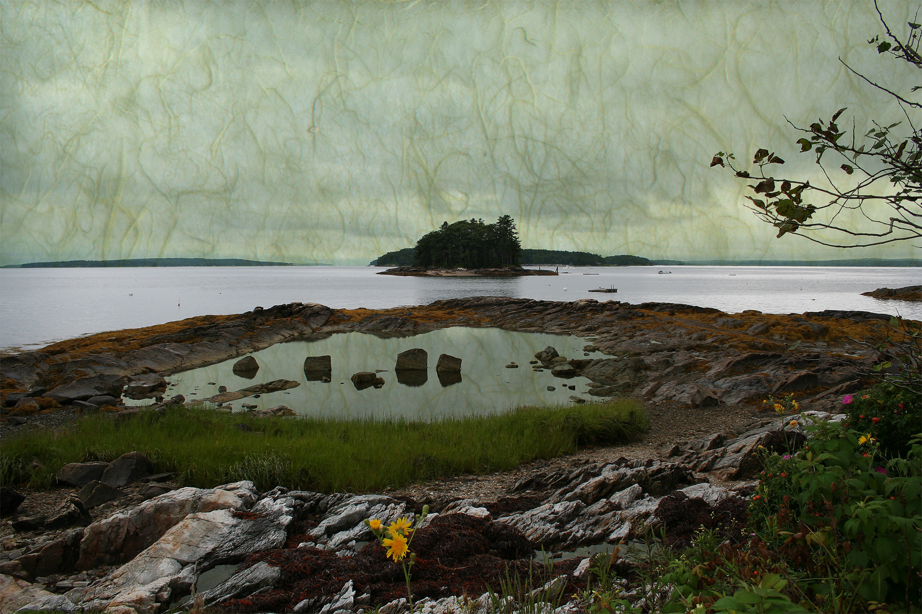 tidal pool