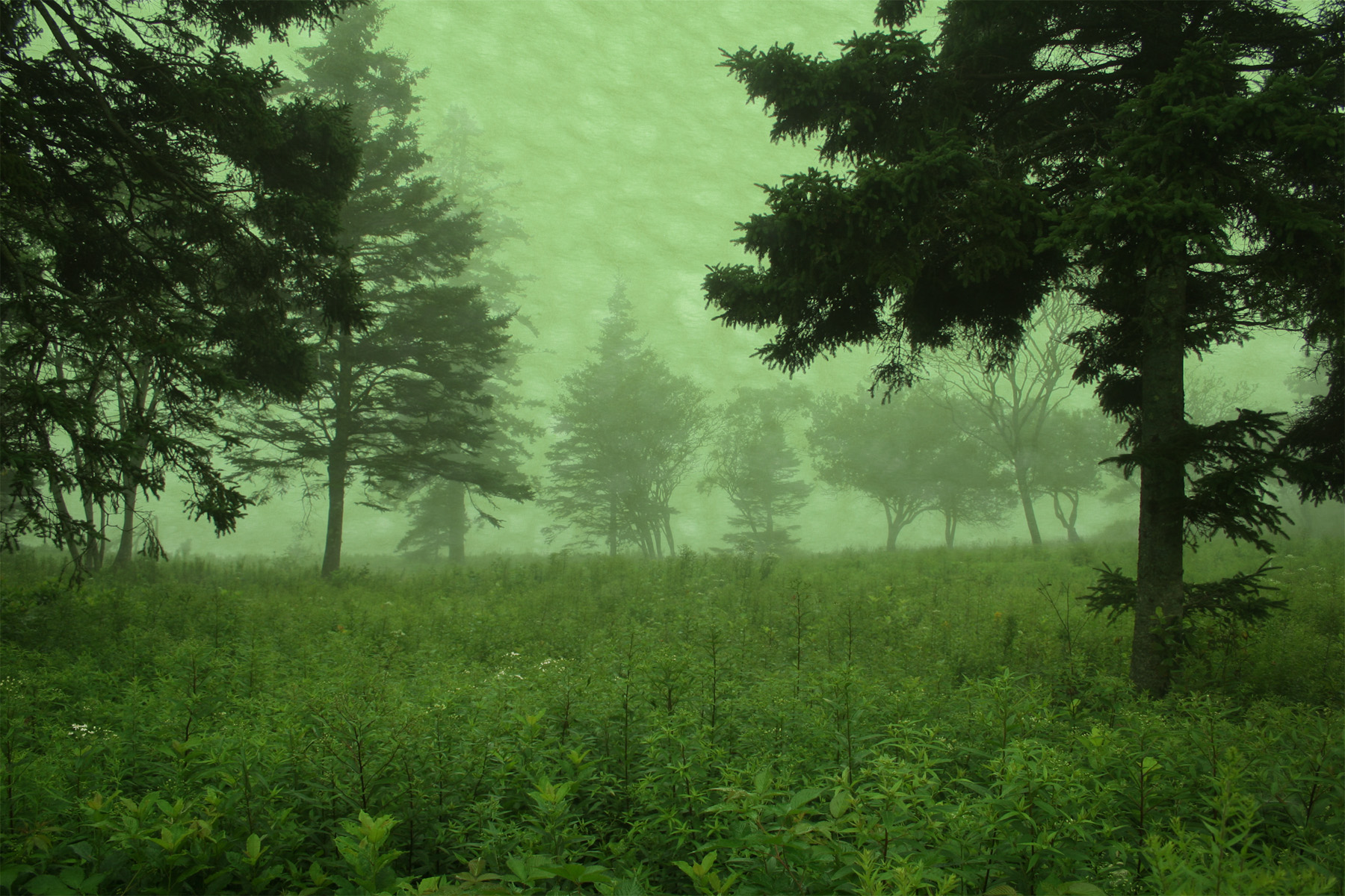fog 5