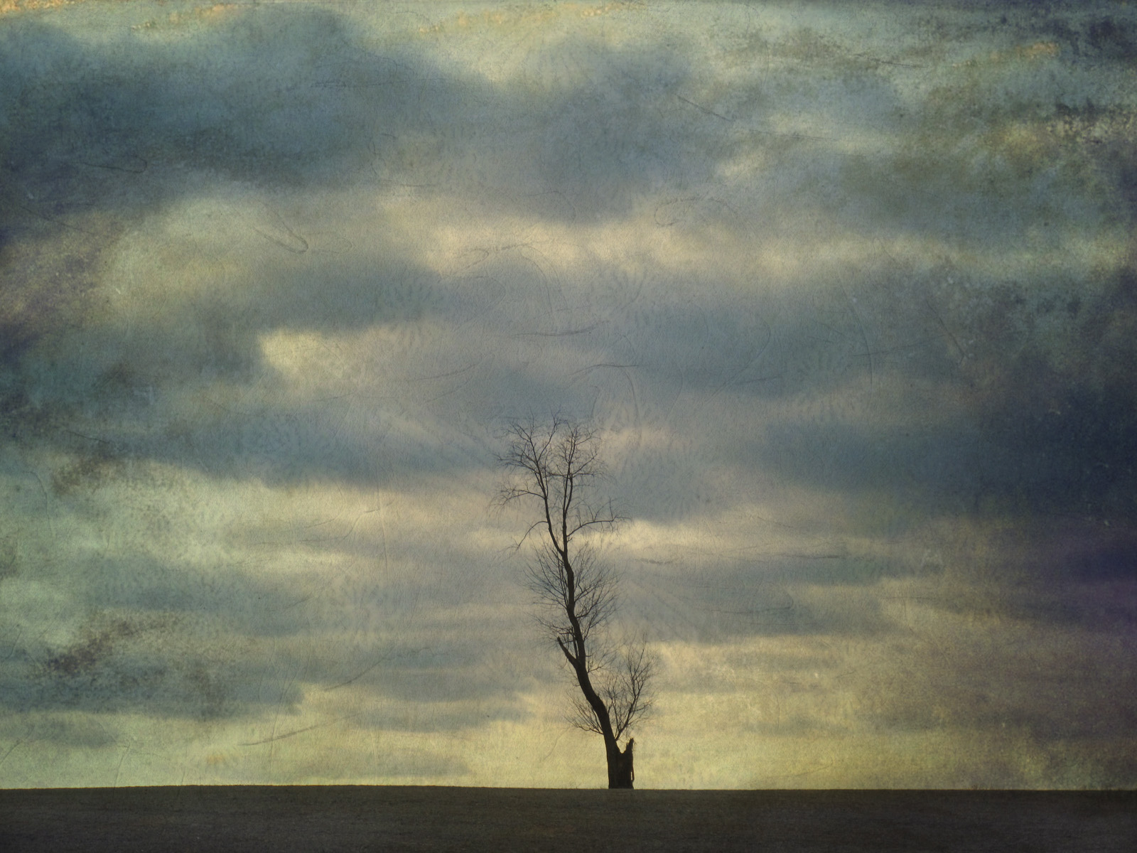winter tree
