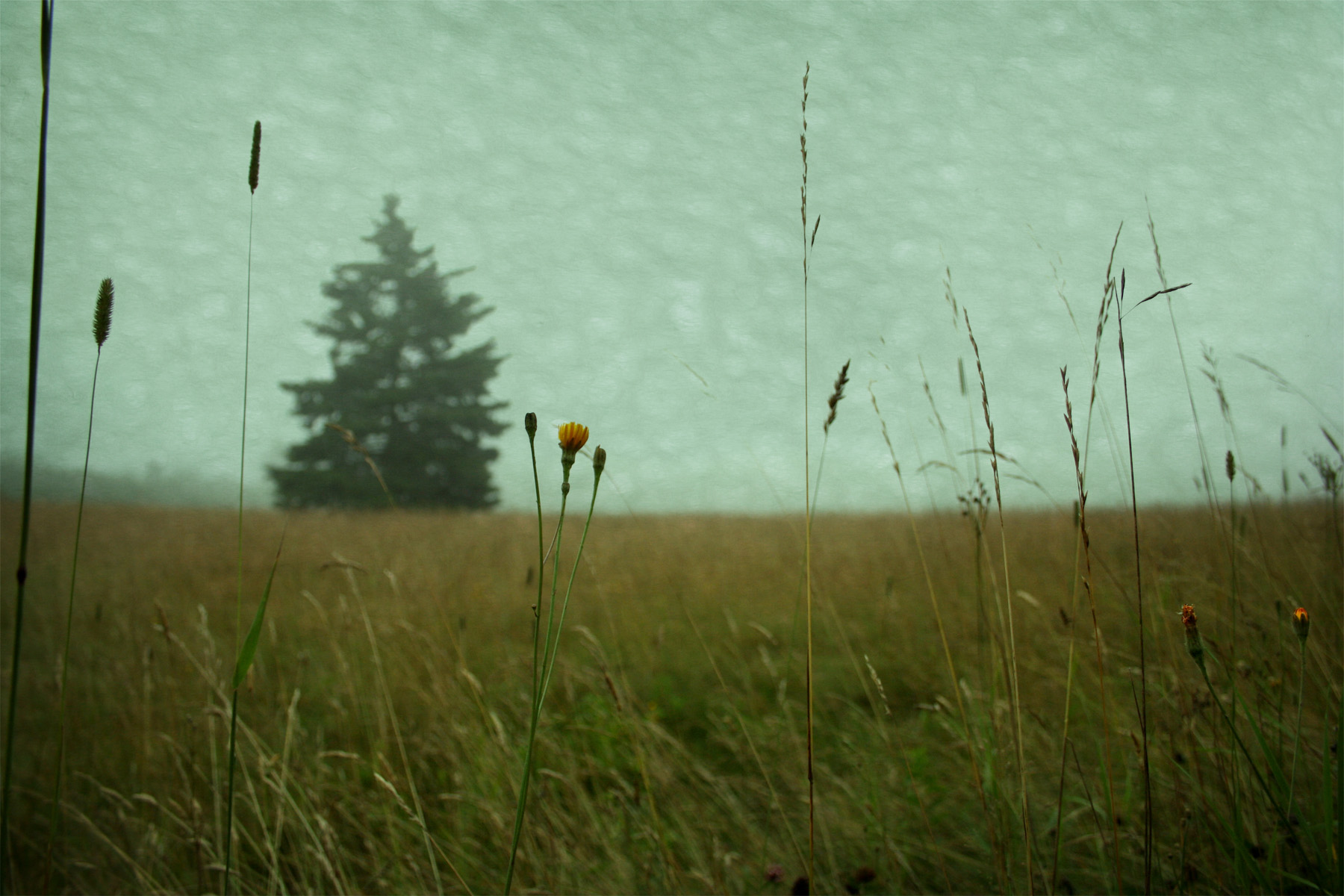 fog 2